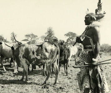 20120515-Cattle Headman Nawala.jpg